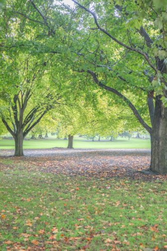 A park with large trees and autumn leaves on the ground - Australian Stock Image