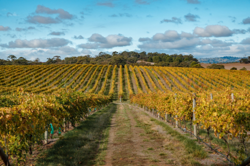 A Path Through the Golden Grapevines of the Barossa - Australian Stock Image