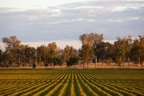 A peanut crop in the afternoon - Australian Stock Image