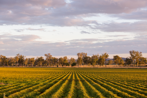 A peanut crop in the late afternoon light - Australian Stock Image