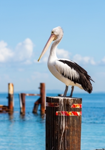 A Pelican on a Pole in the Water - Australian Stock Image