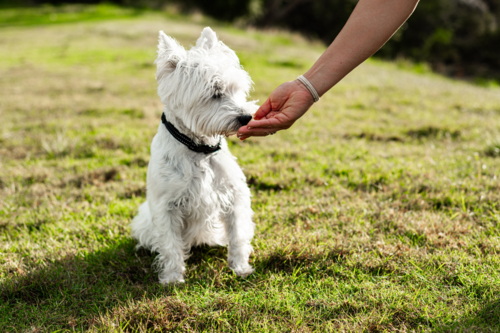 A person feeds a small white dog a treat while sitting on the grass in a park - Australian Stock Image