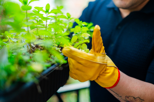 A person in yellow gloves tends to fresh mint plants on a sunny balcony, revealing arm tattoo art. - Australian Stock Image