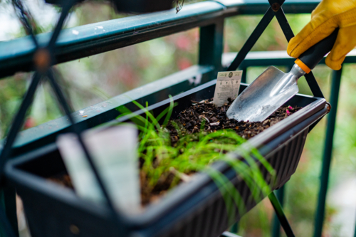 A person wearing gloves tends to a balcony planter, planting small green shoots. - Australian Stock Image