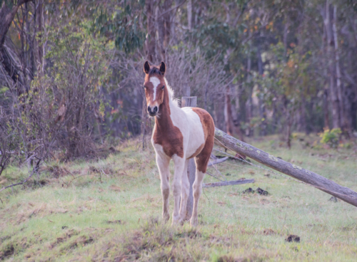 A piebald pony in a country field - Australian Stock Image