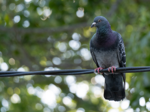 A pigeon (Columbidae) sitting on an electricity line in a suburban backyard - Australian Stock Image