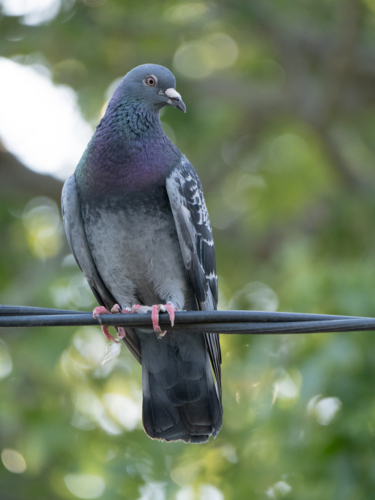 A pigeon (Columbidae) sitting on an electricity line in a suburban backyard - Australian Stock Image