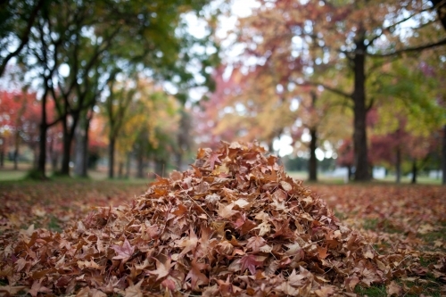 A pile of autumn leaves with an avenue of trees in the background