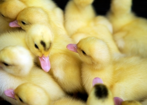 A pile of cute ducklings - Australian Stock Image