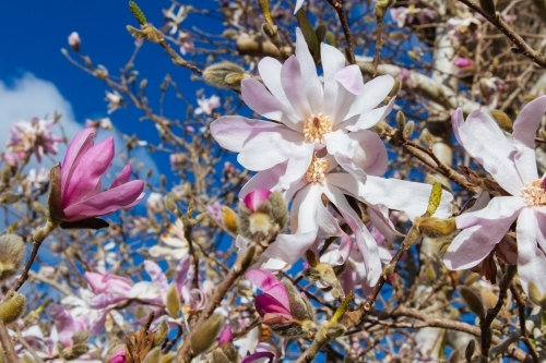 A pink magnolia with spring flowers against a blue sky