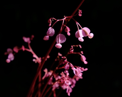 A pink plant in front of a black background