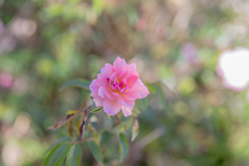 A pink rose - Australian Stock Image