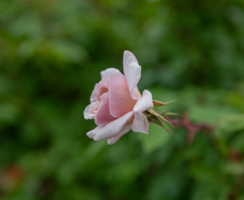 A pink rose - Australian Stock Image