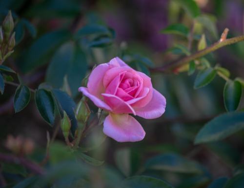 A pink rose in a country garden - Australian Stock Image