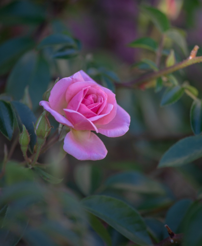 A pink rose in a country garden - Australian Stock Image