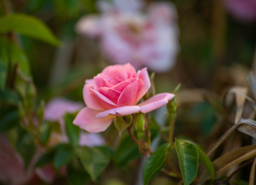 A pink rose in a country garden - Australian Stock Image