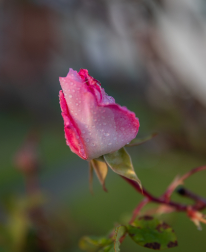 A pink rose in a country garden - Australian Stock Image