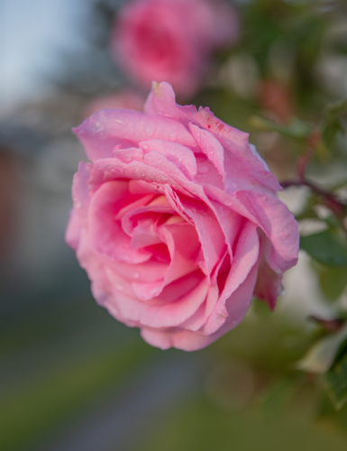 A pink rose in a country garden - Australian Stock Image