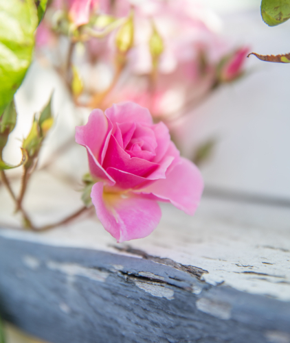 A pink rose in a country garden - Australian Stock Image