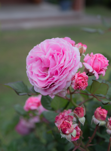 A pink rose, with pink rose buds against a blurred green backdrop - Australian Stock Image