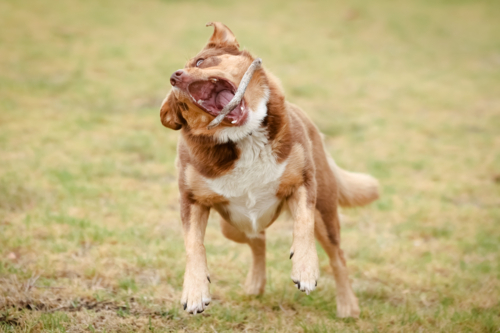 A playful Australian Kelpie plays with a stick in Australia - Australian Stock Image