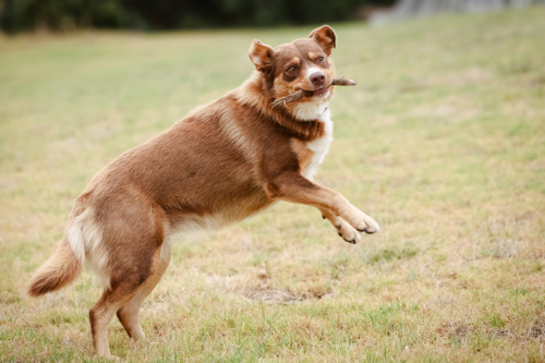 A playful Australian Kelpie plays with a stick in Australia - Australian Stock Image