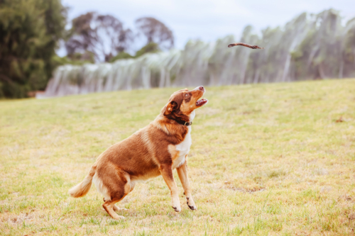A playful Australian Kelpie plays with a stick in Australia - Australian Stock Image