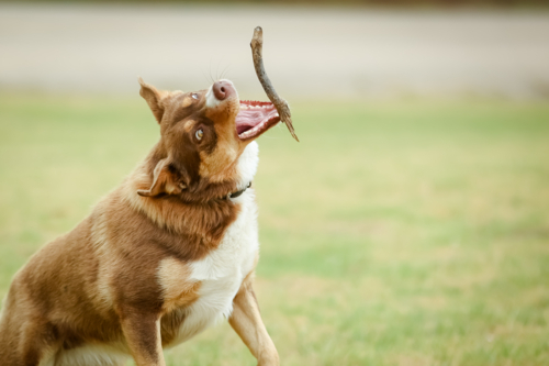 A playful Australian Kelpie plays with a stick in Australia - Australian Stock Image