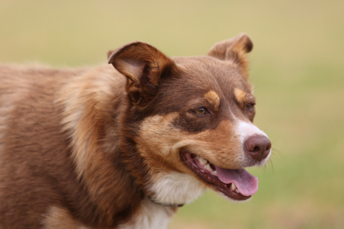 A playful Australian Kelpie plays with a stick in Australia - Australian Stock Image