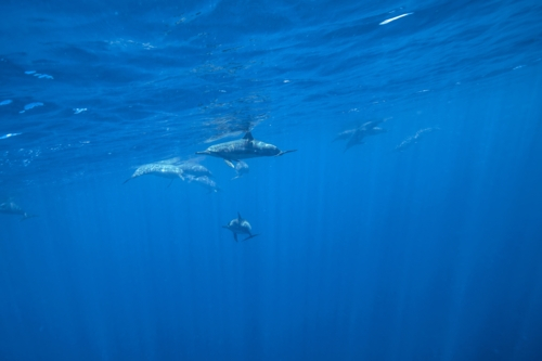 A pod of dolphins swimming underwater - Australian Stock Image