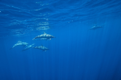 A pod of dolphins swimming underwater - Australian Stock Image
