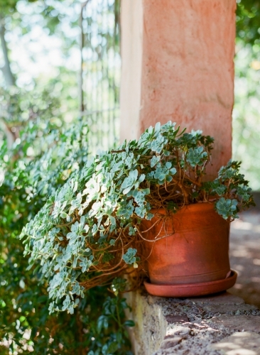 A pot of succulents