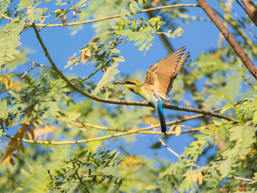 A rainbow bee-eater eating a dragonfly - Australian Stock Image