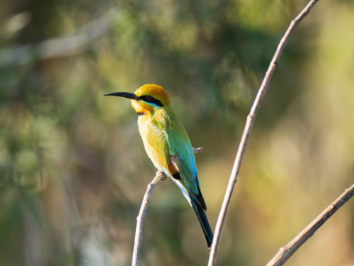 A rainbow bee-eater perched on the branch of a tree - Australian Stock Image