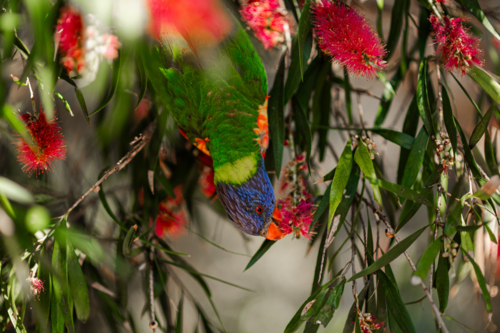 A rainbow lorikeet enjoys nectar from bright red flowers, hanging among lush green leaves. - Australian Stock Image