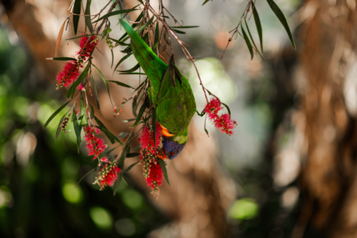 A rainbow lorikeet hangs upside down, enjoying nectar from bright red flowers in a lush garden - Australian Stock Image