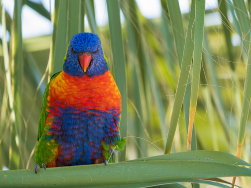 A rainbow lorikeet perched on palm leaves - Australian Stock Image