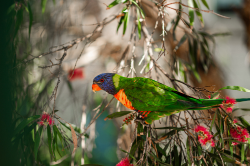 A rainbow lorikeet rests on branches filled with bright blooms in a warm Australian setting - Australian Stock Image
