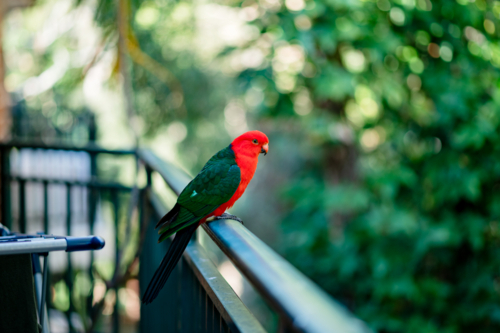 A red and green Australian king parrot perches on a balcony rail, enjoying the lush view - Australian Stock Image