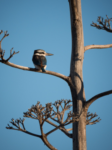 A red-backed kingfisher (Todiramphus pyrrhopygius) perched in a tree in outback Australia - Australian Stock Image