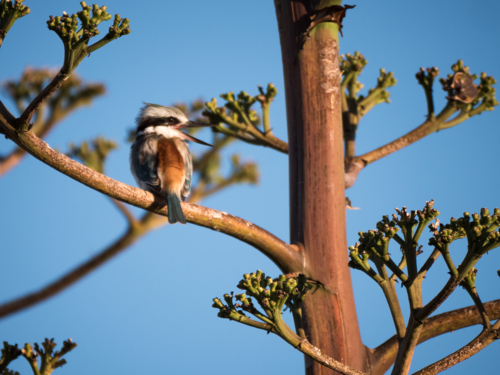 A red-backed kingfisher (Todiramphus pyrrhopygius) perched in a tree in outback Australia - Australian Stock Image