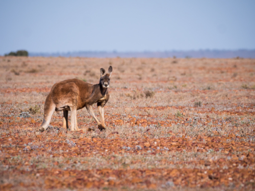 A red kangaroo on stony ground in remote north-west New South Wales - Australian Stock Image