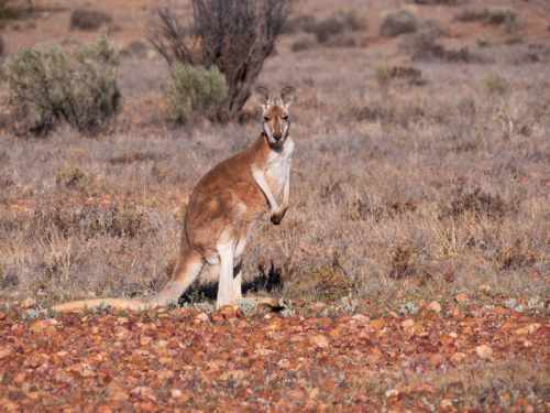 A red kangaroo on stony ground in remote north-west New South Wales - Australian Stock Image