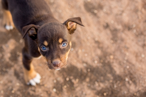 A red & tan kelpie pup - Australian Stock Image