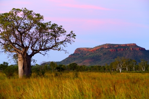 A regular Kimberley scene, seen at dusk - a boab tree and geologic outcrop