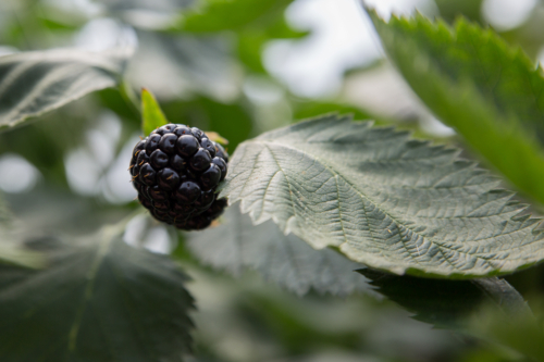 A ripe blackberry - Australian Stock Image