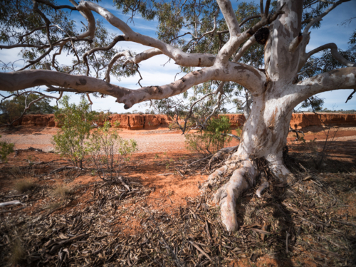 A river red gum on the bank of a dry river bed in outback Australia - Australian Stock Image