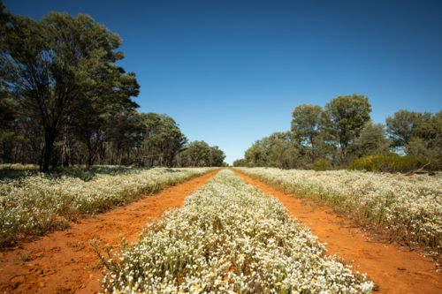A road lined with wild Paper Daisy flowers - Australian Stock Image