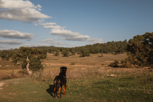 A Rottweiler standing on a grassy hill looking off into the distance in the countryside - Australian Stock Image