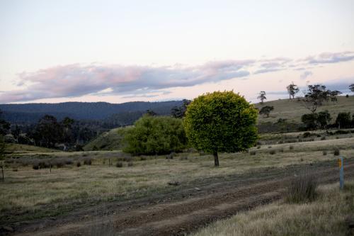 A round green tree - Australian Stock Image